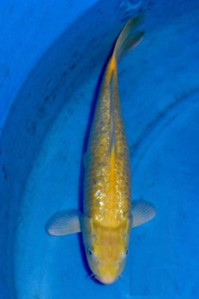 kat-Karashigoi GinRin
